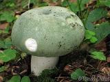 Russula virescens 