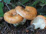 Lactarius zonarioides