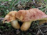 Aureoboletus moravicus 