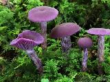 Laccaria amethystina 