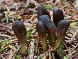 Elaphocordyceps ophioglossoides 