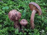 Hygrophorus capreolarius 