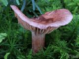 Hygrophorus capreolarius