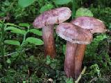 Hygrophorus capreolarius