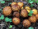 Pholiota jahnii 