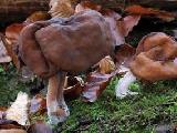 Gyromitra infula 