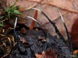 Xylaria carpophila 