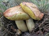 Aureoboletus moravicus 