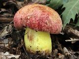 Butyriboletus regius 