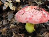 Butyriboletus regius 