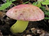 Butyriboletus regius 