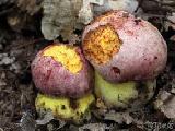 Butyriboletus regius 