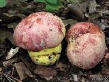 Butyriboletus regius 