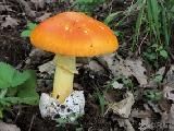 Amanita caesarea 