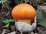 Amanita caesarea 