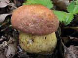 Butyriboletus fuscoroseus 