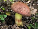 Butyriboletus fuscoroseus 