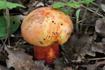 Slovensko 2014 Slovensko 2014