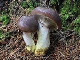 Gomphidius glutinosus 