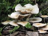 Agrocybe cylindracea 