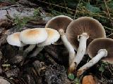 Agrocybe cylindracea