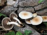 Agrocybe cylindracea 