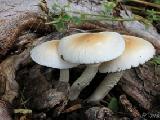 Agrocybe cylindracea 