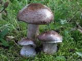 Cortinarius subpurpurascens