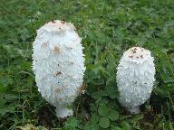 Coprinus comatus 