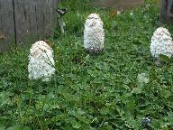 Coprinus comatus