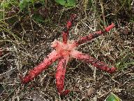 Clathrus archeri 