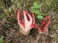 Clathrus archeri