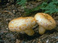 Lactarius repraesentaneus 