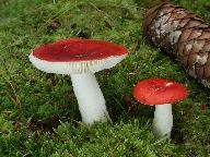 Russula emetica 