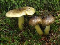 Tricholoma viridilutescens