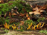 Calocera cornea