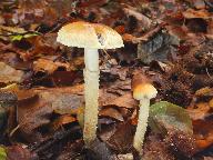 Leratiomyces squamosus