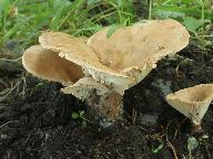 Clitocybe sinopica 