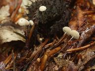 Marasmius wettsteinii