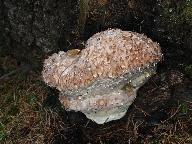 Fomitopsis pinicola 