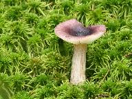 Russula pumila 