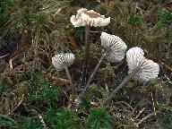 Tephrocybe palustris