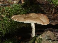 Pluteus cervinus 