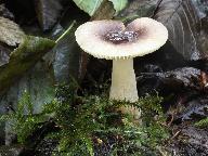 Russula pumila 