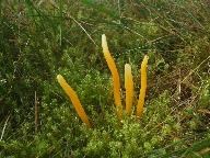 Clavulinopsis helvola 