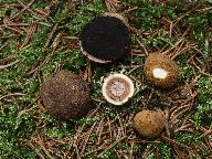 Elaphomyces granulatus 