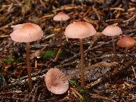 Mycena rosella 