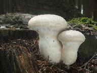 Pleurotus dryinus