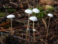 Marasmius epiphyllus 