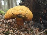 Buchwaldoboletus lignicola 